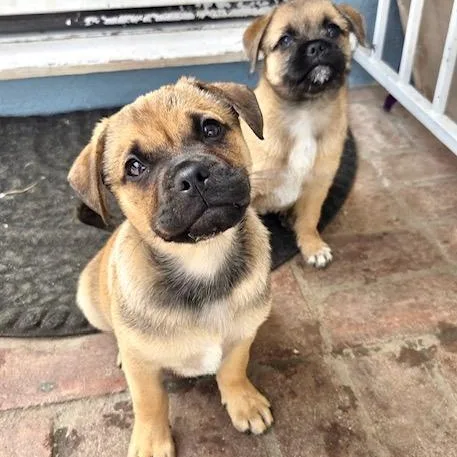 A baby small-sized female Yellow / Tan / Blond / Fawn Pug dog named Wellsey for adoption in Sun Valley, CA
