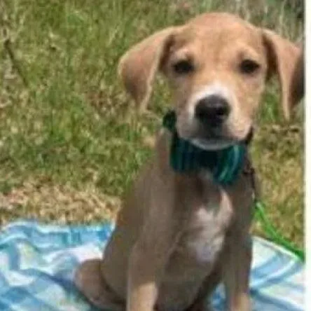 A baby medium-sized male Yellow / Tan / Blond / Fawn Labrador Retriever dog named Grizzly for adoption in Alexandria, VA
