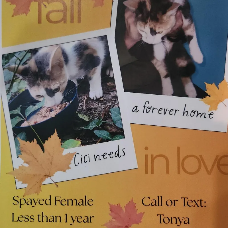 A young small-sized female White Domestic Short Hair cat named Cici for adoption in Roanoke, VA