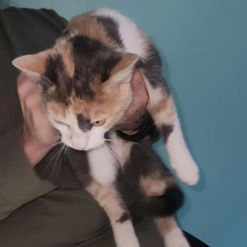 Cici thumbnail 2