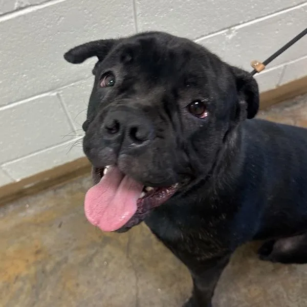 A young large-sized female Mastiff dog named Freya for adoption in Walnut Creek, CA