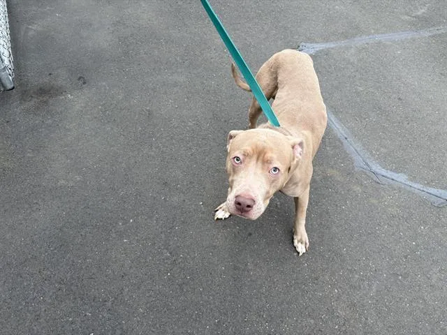 A young large-sized male Pit Bull Terrier dog named Butterscotch for adoption in Fairfield, CA