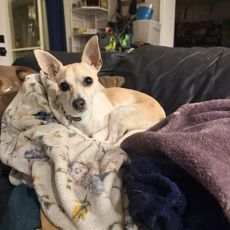An adult small-sized male Chihuahua dog named Daddy Fat Snacks for adoption in Hillsborough, NC