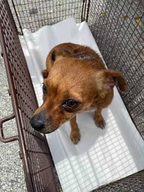 An adult small-sized female Chihuahua dog named Pikachu for adoption in Miami, FL