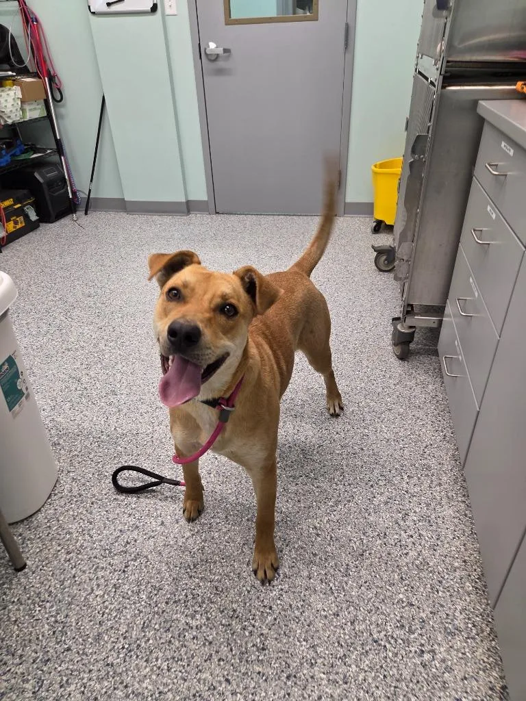 A young large-sized male Terrier dog named Chester for adoption in Athens, TN