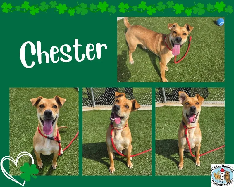 Chester thumbnail 2