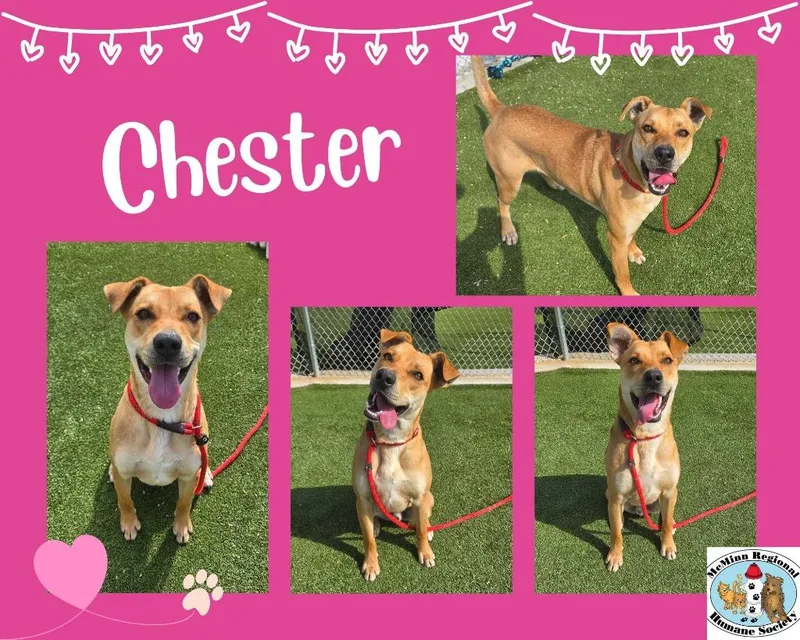 Chester thumbnail 3