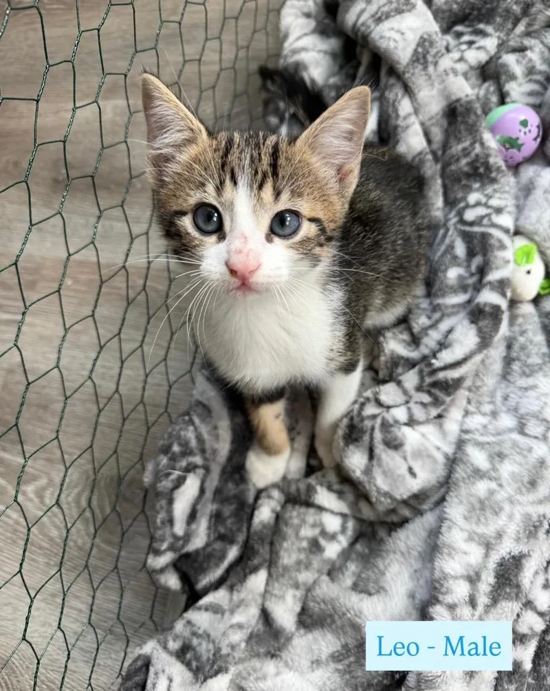 A baby medium-sized male Tabby cat named Leo for adoption in San Antonio, TX