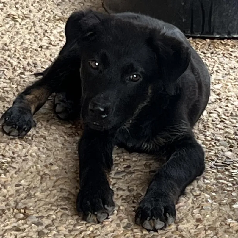 A baby small-sized male Black Rottweiler dog named Smokey for adoption in Kyle, TX