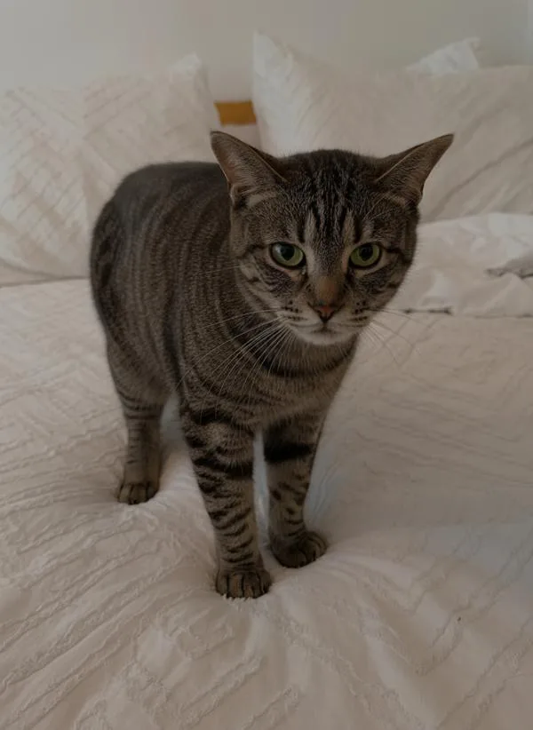 A young medium-sized female Domestic Short Hair cat named Koda for adoption in Ridgewood, NY