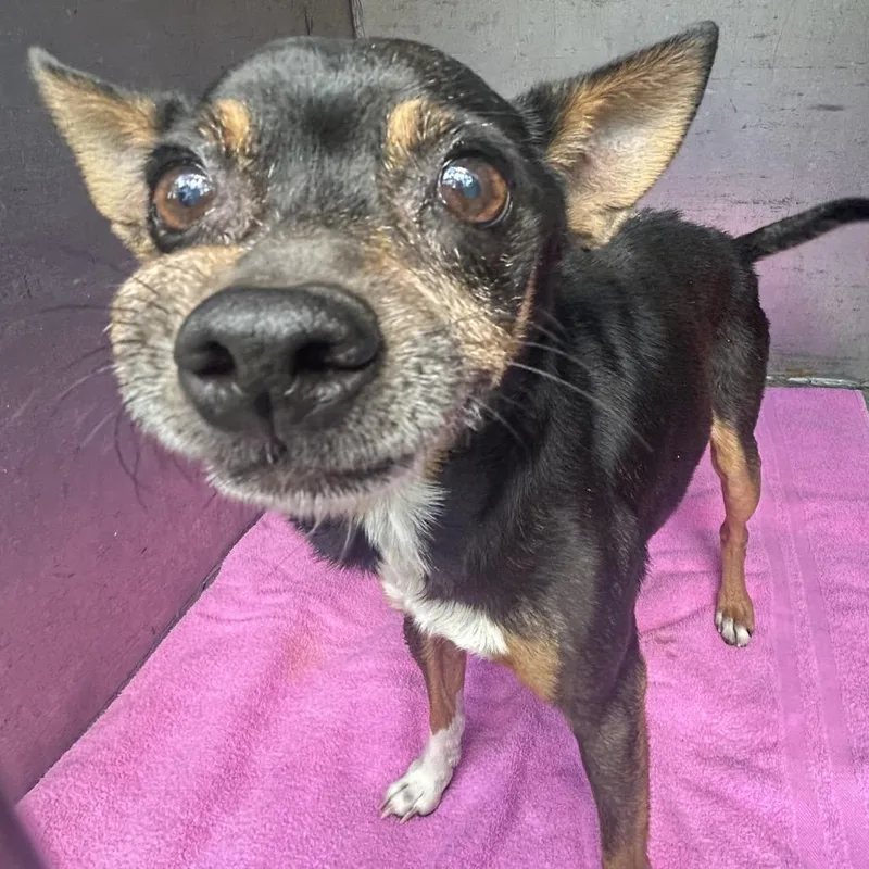 An adult small-sized male Black Chihuahua dog named Michael Jackson for adoption in Chattanooga, TN