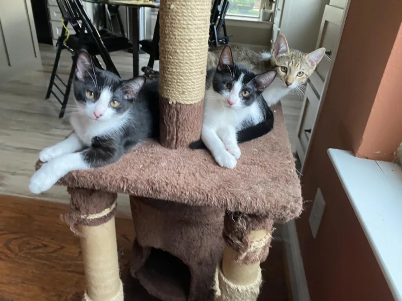 Spicy Courtesy Listingcontact Owner thumbnail 2