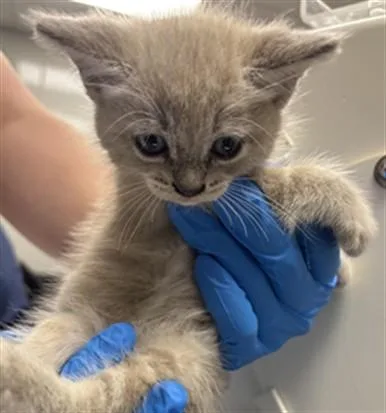 A baby small-sized female Domestic Short Hair cat named Bunny for adoption in Ontario, CA
