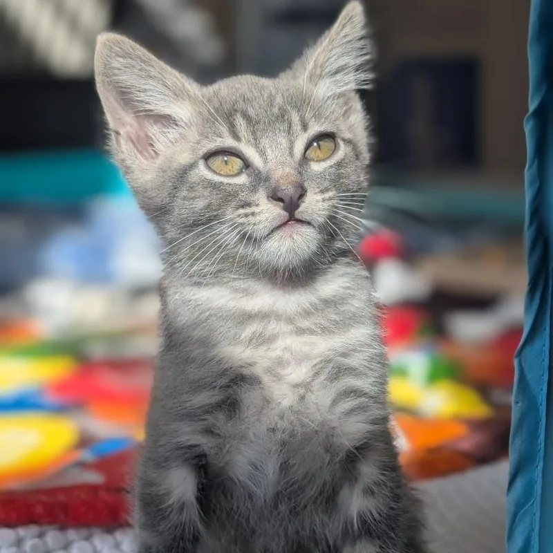 A baby small-sized male Domestic Short Hair cat named Otis Morley Steve for adoption in Morrison, CO
