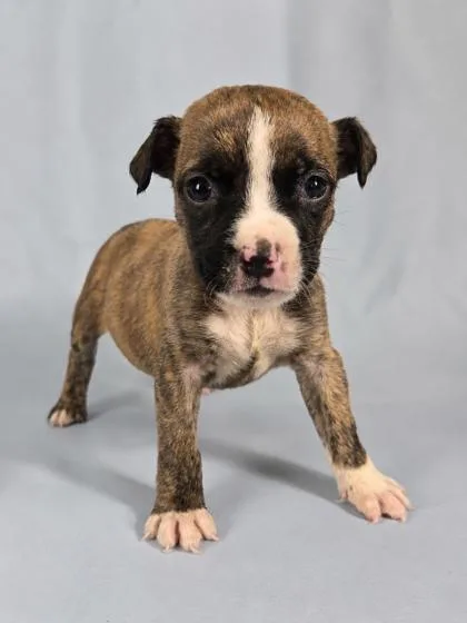 A baby large-sized female English Bulldog dog named Zonky for adoption in Morton Grove, IL
