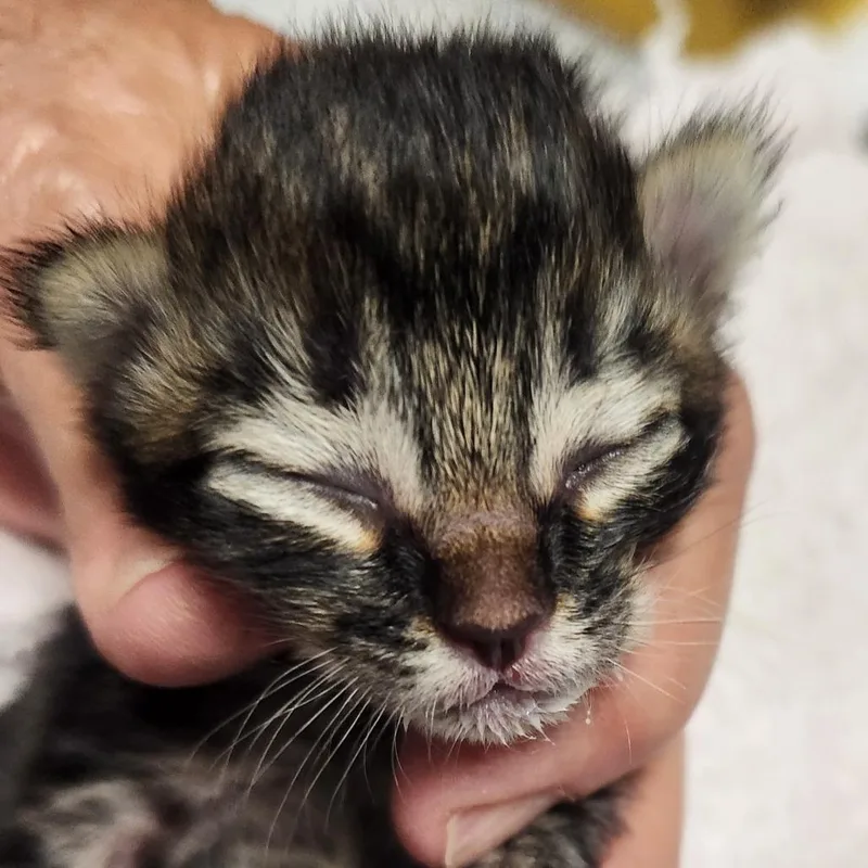 A baby small-sized female Black Domestic Long Hair cat named BMadeline for adoption in Arizona City, AZ
