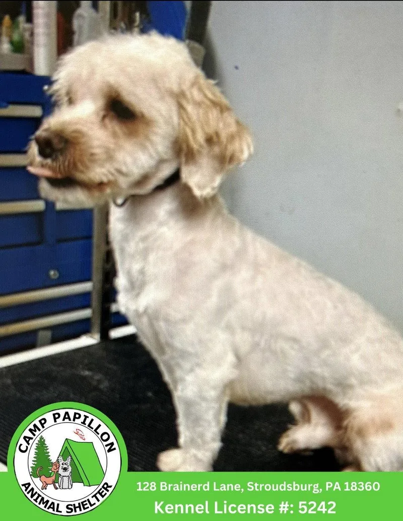 An adult small-sized male Shih Tzu dog named Cupid for adoption in Stroudsburg, PA