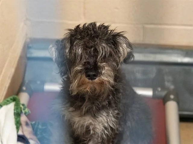 An adult small-sized female Schnauzer dog named Harriet for adoption in Martinez, CA