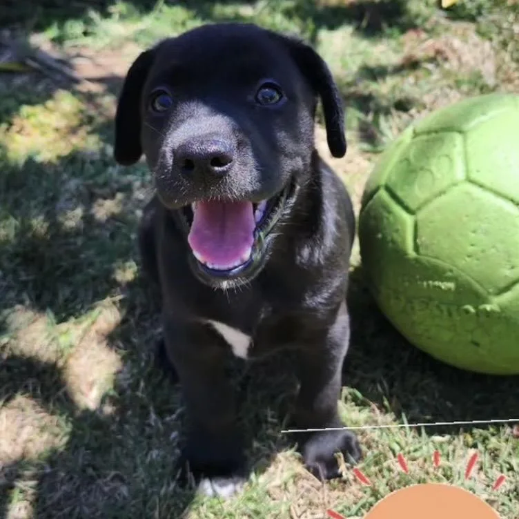 A baby medium-sized male Black Terrier dog named Eddie for adoption in San Diego, CA
