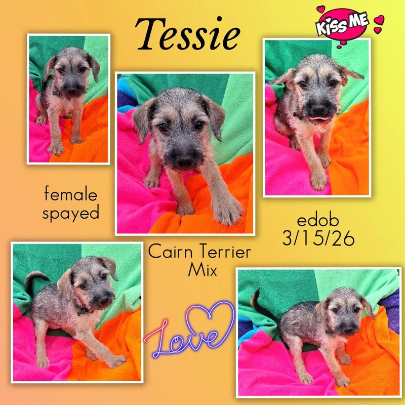 Tessie Wvt thumbnail 4