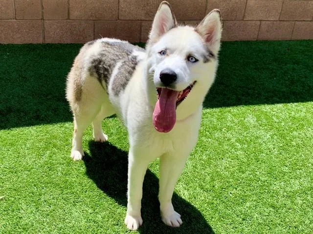 A young medium-sized female White / Cream Siberian Husky dog named Save Me Please! Monique for adoption in San Marcos, CA