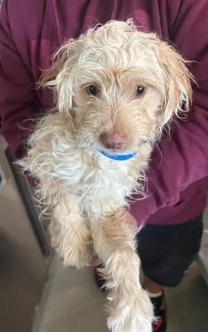 A baby small-sized male Poodle dog named Theodore for adoption in San Martin, CA