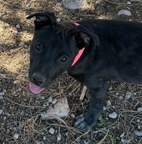 A baby medium-sized female Labrador Retriever dog named Hippo for adoption in Evergreen, CO