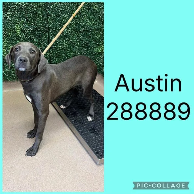 A young large-sized male Mixed Breed dog named Austin for adoption in Macon, GA