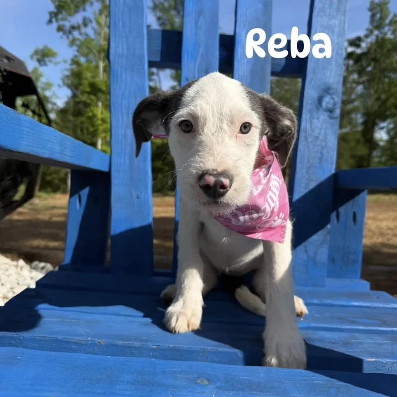 A baby medium-sized female Wirehaired Terrier dog named Reba for adoption in Queen City, TX