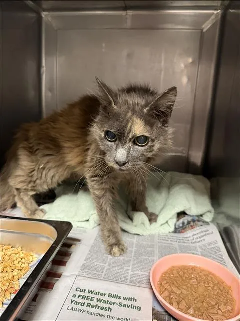 A senior medium-sized female Domestic Medium Hair cat named India for adoption in Chatsworth, CA