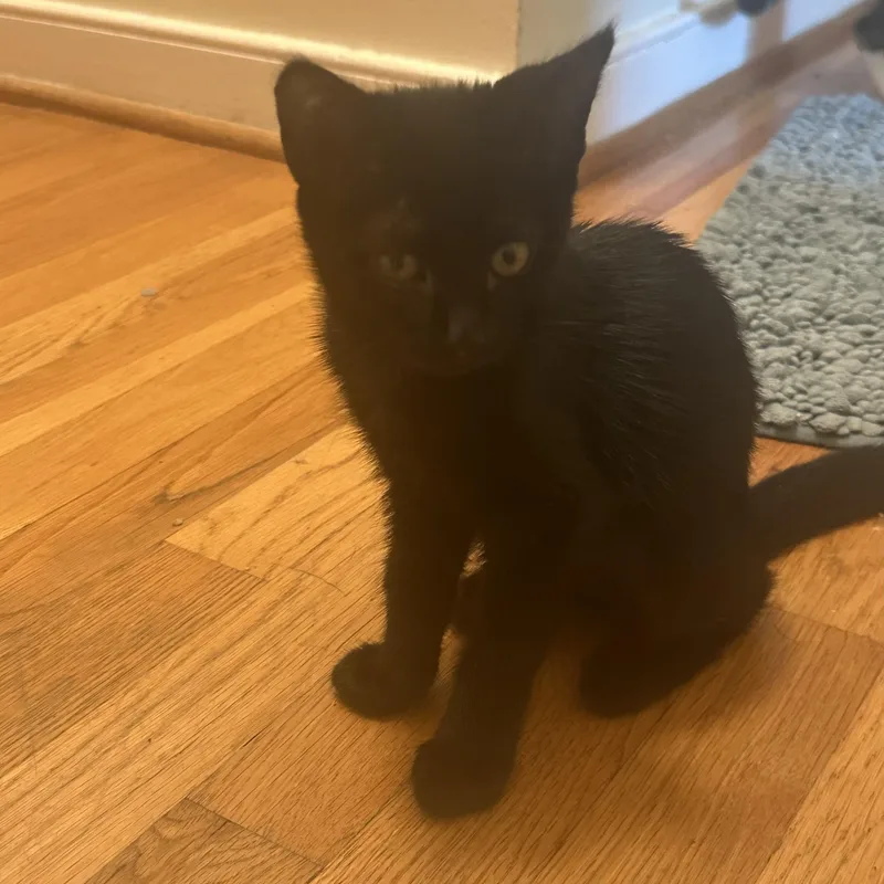 A baby small-sized female Black Domestic Short Hair cat named Black Beauty for adoption in Richmond, VA