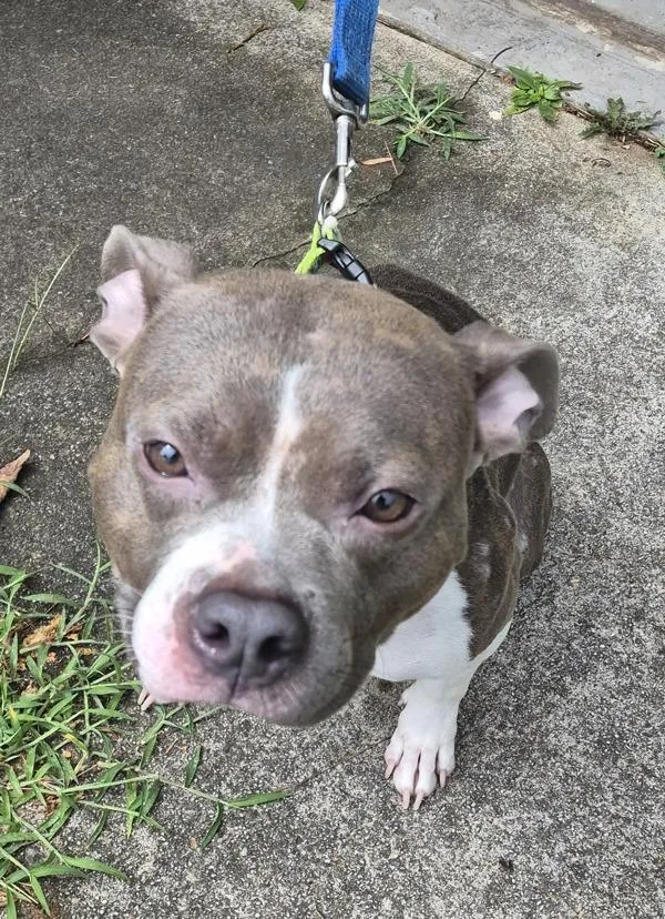 An adult medium-sized female American Staffordshire Terrier dog named Pen Eva for adoption in Lawrenceville, GA