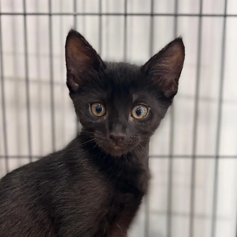A baby small-sized male Black Domestic Short Hair cat named Vulcan for adoption in Bradenton, FL