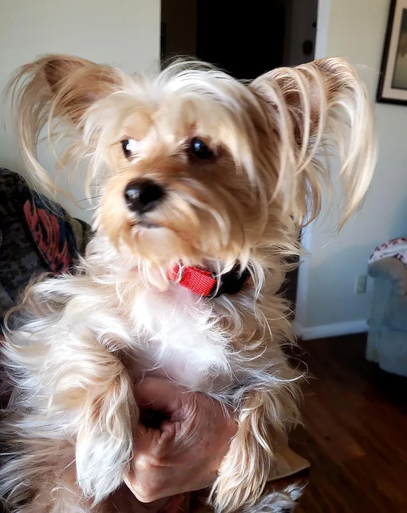 Molly thumbnail 5