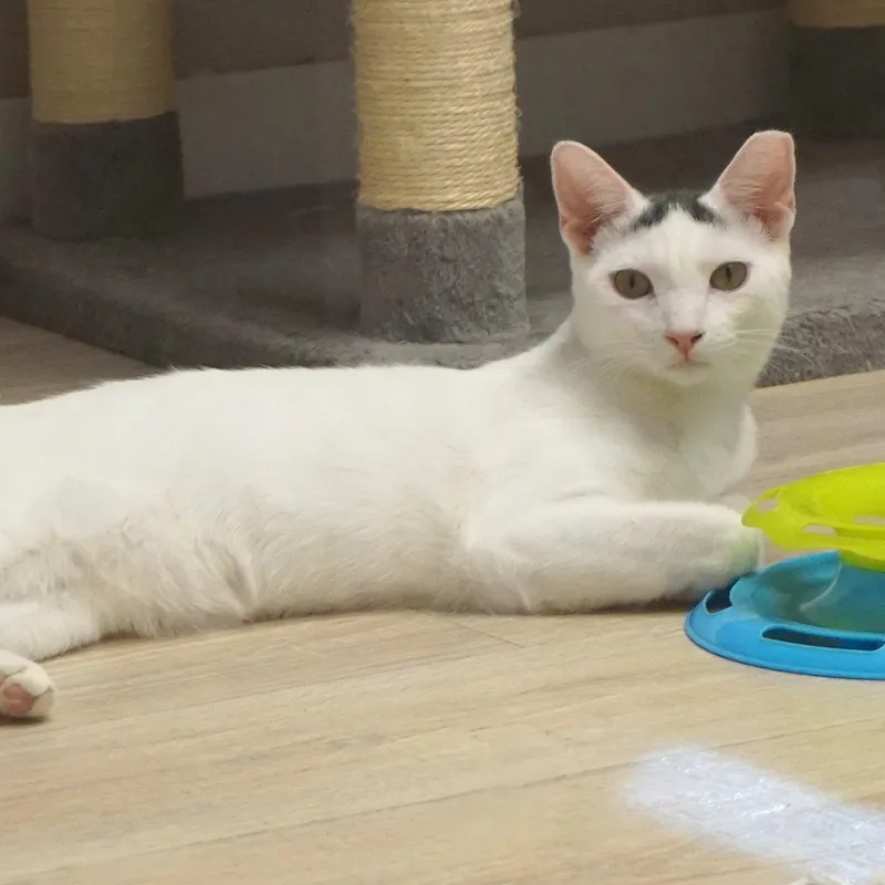 Snowcone thumbnail 3