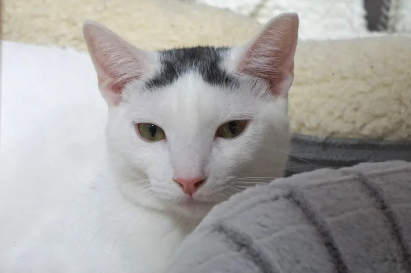 Snowcone thumbnail 5