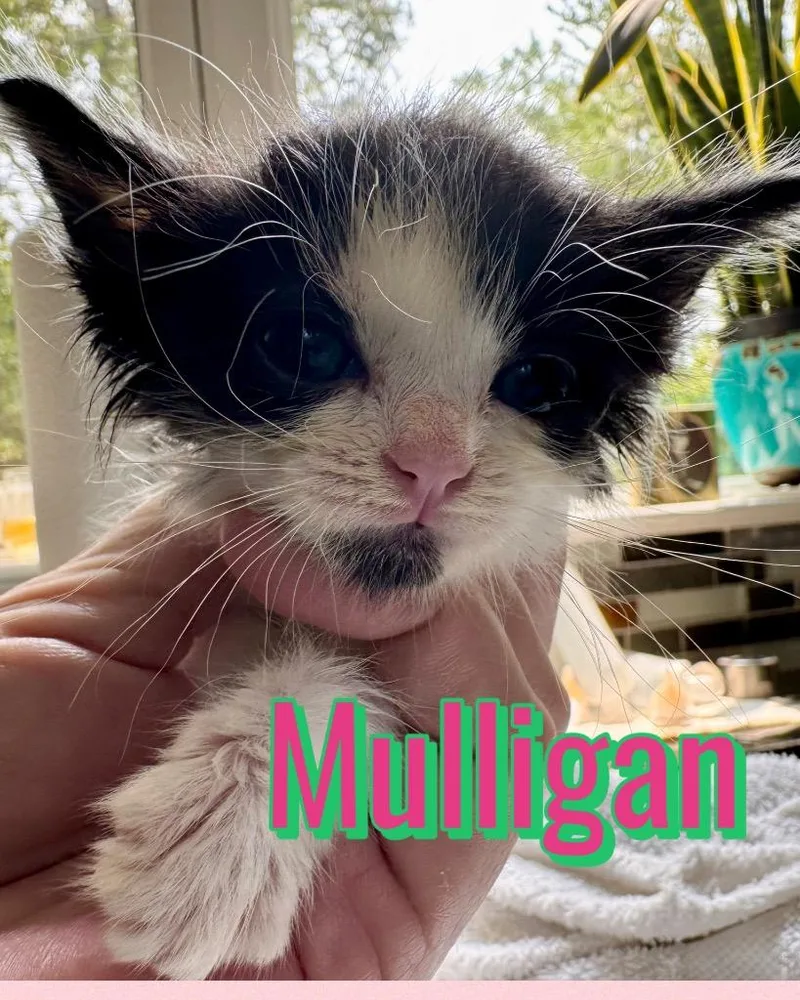 A baby small-sized female Domestic Short Hair cat named Mulligan for adoption in Leonardtown, MD