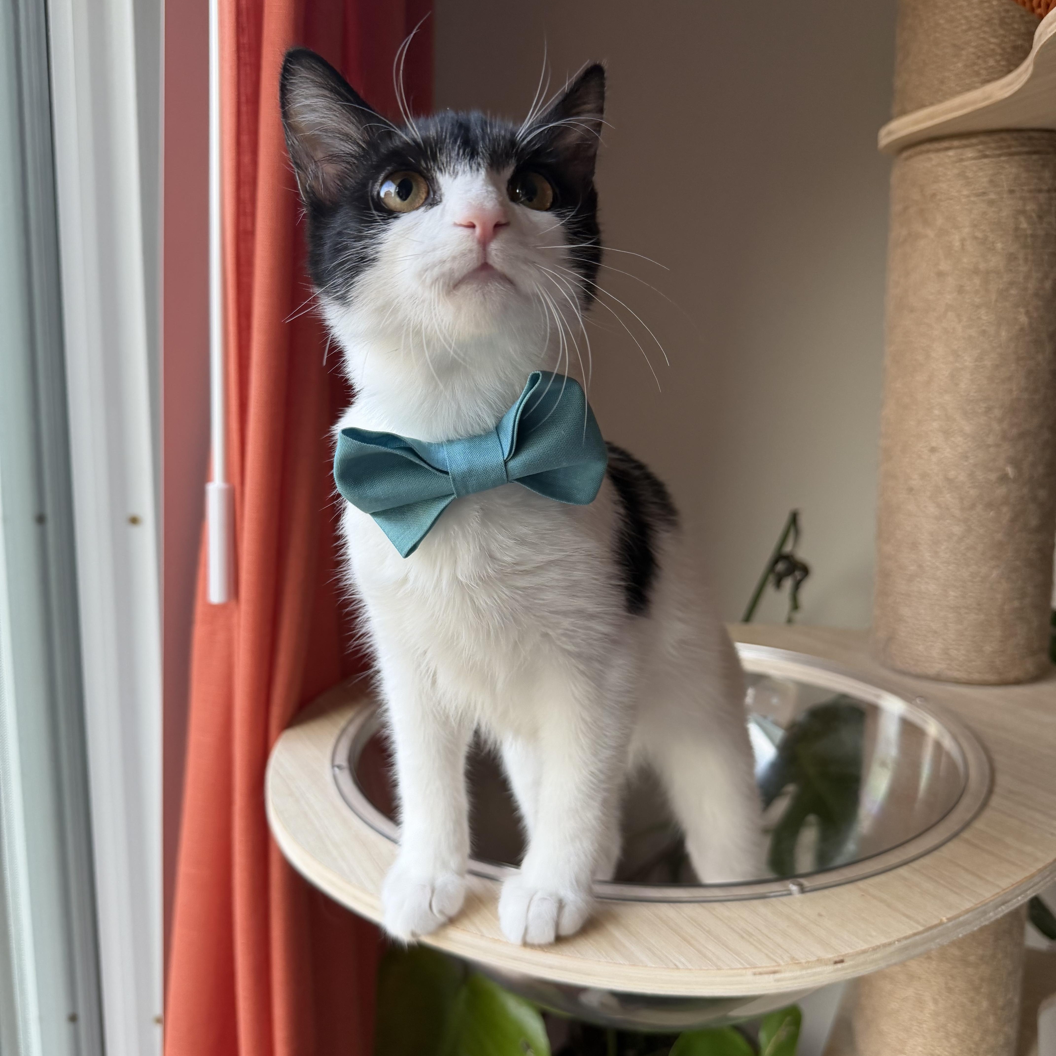 A baby medium-sized male Black & White / Tuxedo Tuxedo cat named Farley for adoption in Tuscaloosa, AL