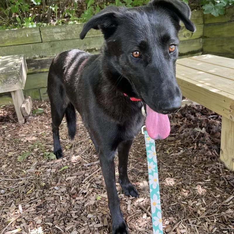 A young medium-sized female Black German Shepherd Dog dog named Diva for adoption in South Elgin, IL