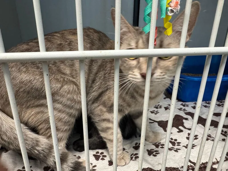 An adult medium-sized female Gray / Blue / Silver Domestic Short Hair cat named Dana for adoption in Kingman, AZ