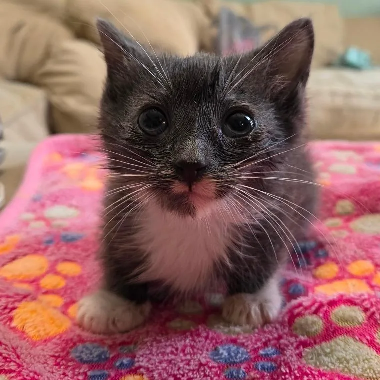 A baby small-sized male Gray / Blue / Silver Domestic Short Hair cat named Bumper for adoption in Rocky Mount, VA