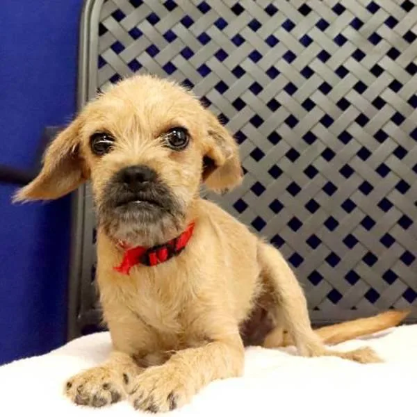 A baby small-sized male Terrier dog named Gus for adoption in Fort Davis, TX