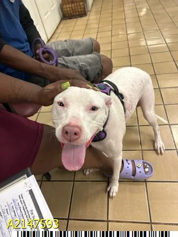 An adult medium-sized female Mixed Breed dog named Stormy for adoption in West Palm Beach, FL