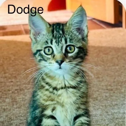 A baby medium-sized male Tabby (Brown / Chocolate) Tabby cat named Dodge for adoption in Wyandotte, MI