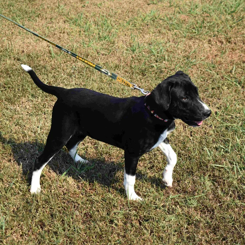 A baby medium-sized female Black Mixed Breed dog named Marg for adoption in Searcy, AR