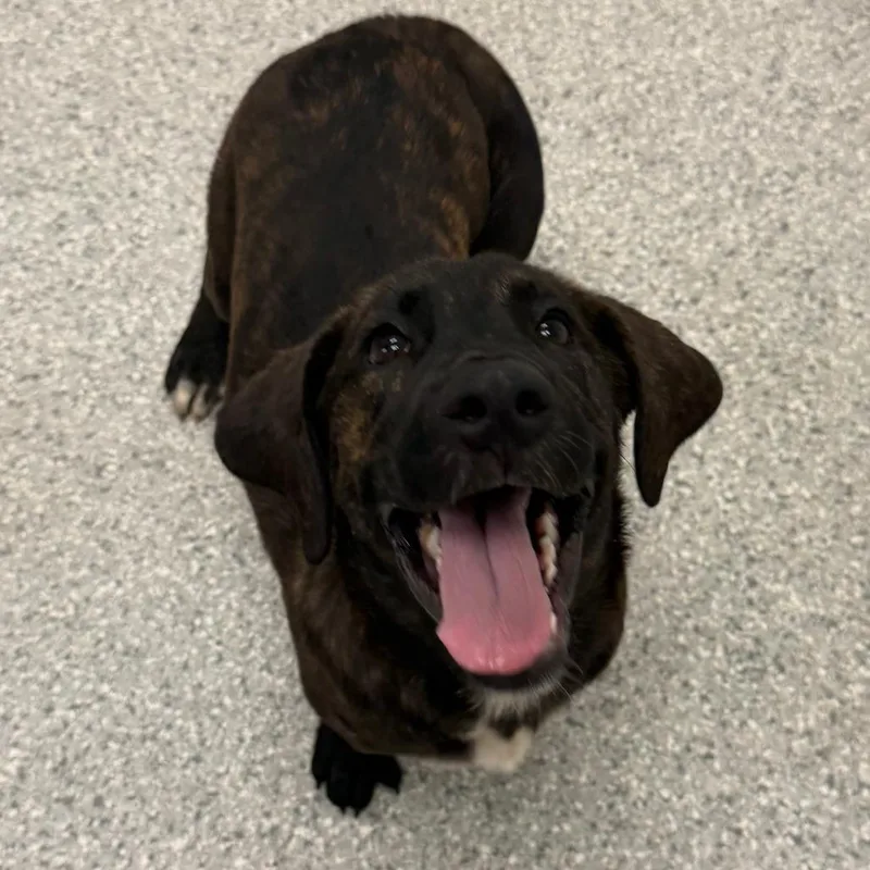 A baby medium-sized male Brindle Hound dog named Dudley for adoption in Enfield, NH