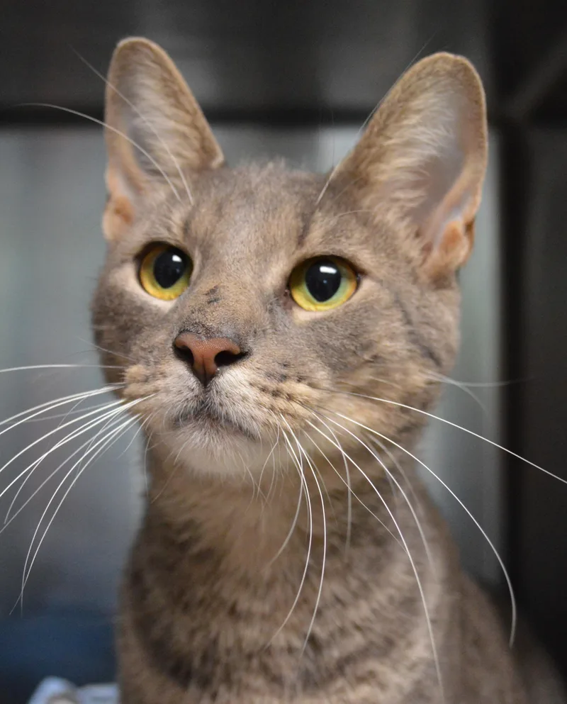 A young medium-sized male Tabby (Gray / Blue / Silver) Domestic Short Hair cat named Uncle Grandpa for adoption in House Springs, MO