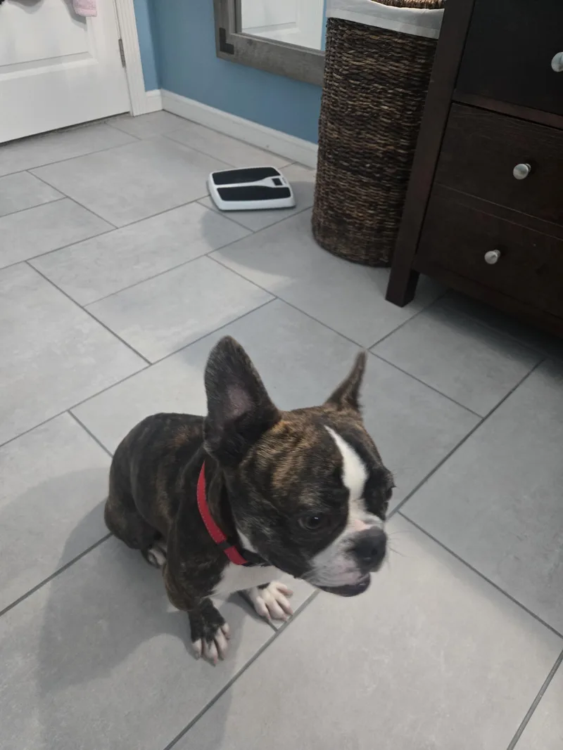A young medium-sized male Boston Terrier dog named Louis Vuitton for adoption in Van Vleck, TX