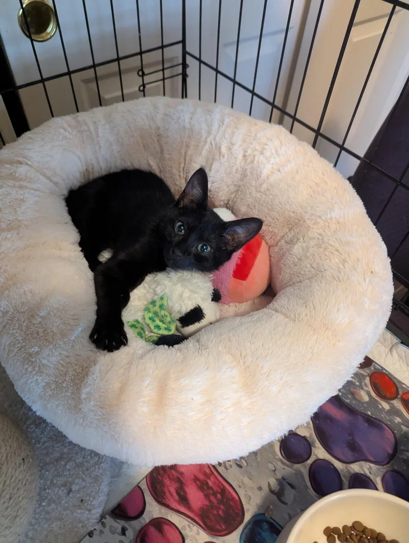 A baby small-sized female Black Domestic Short Hair cat named Amelia for adoption in Brentwood, CA