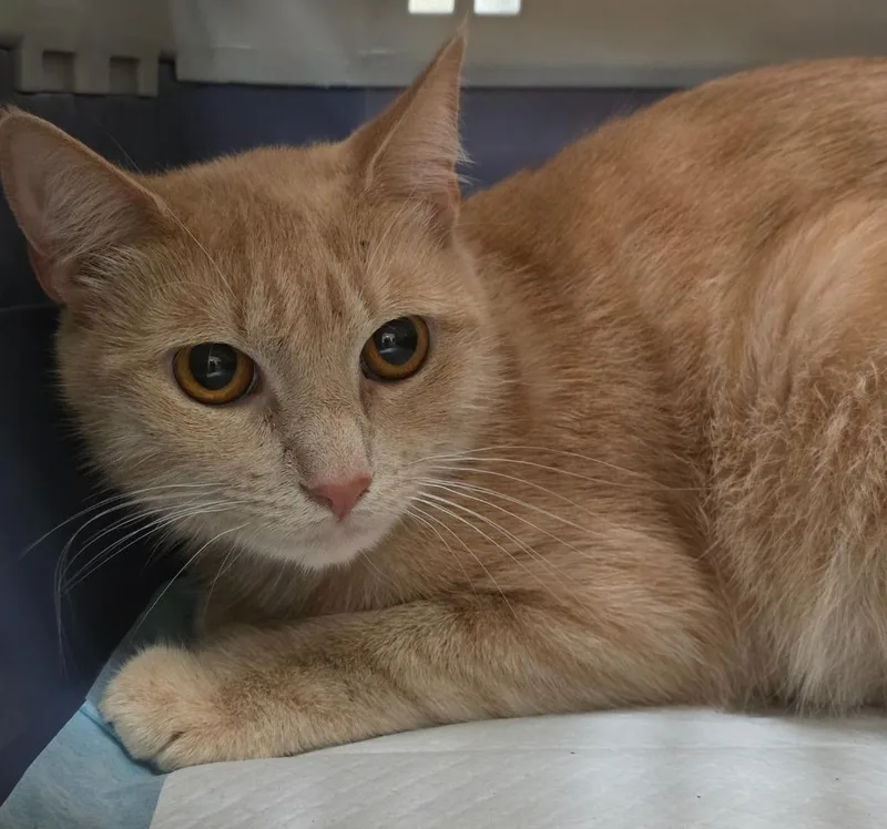 An adult medium-sized female American Shorthair cat named Goldielocks for adoption in Ewing, NJ